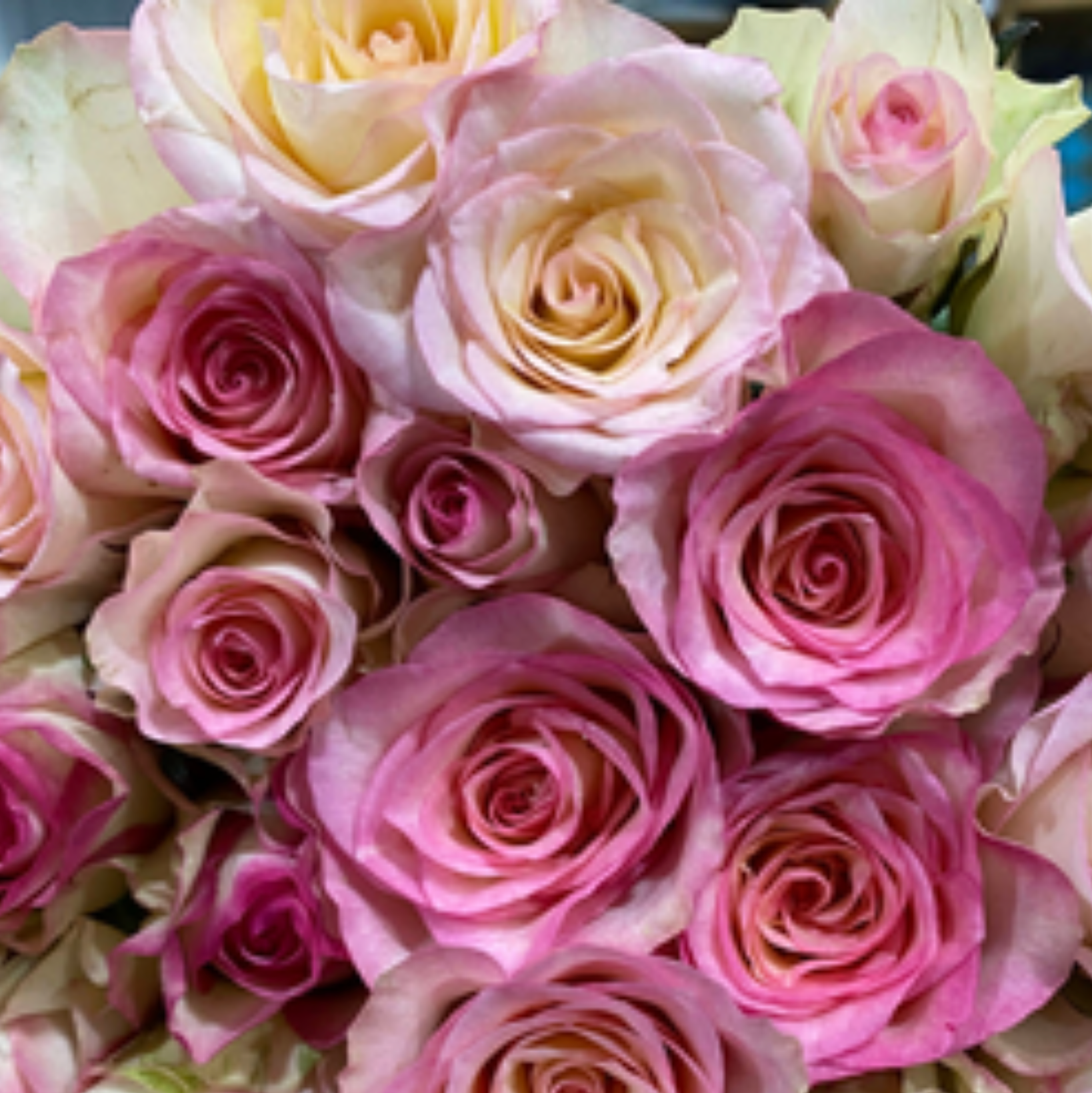 Boulevard Rose