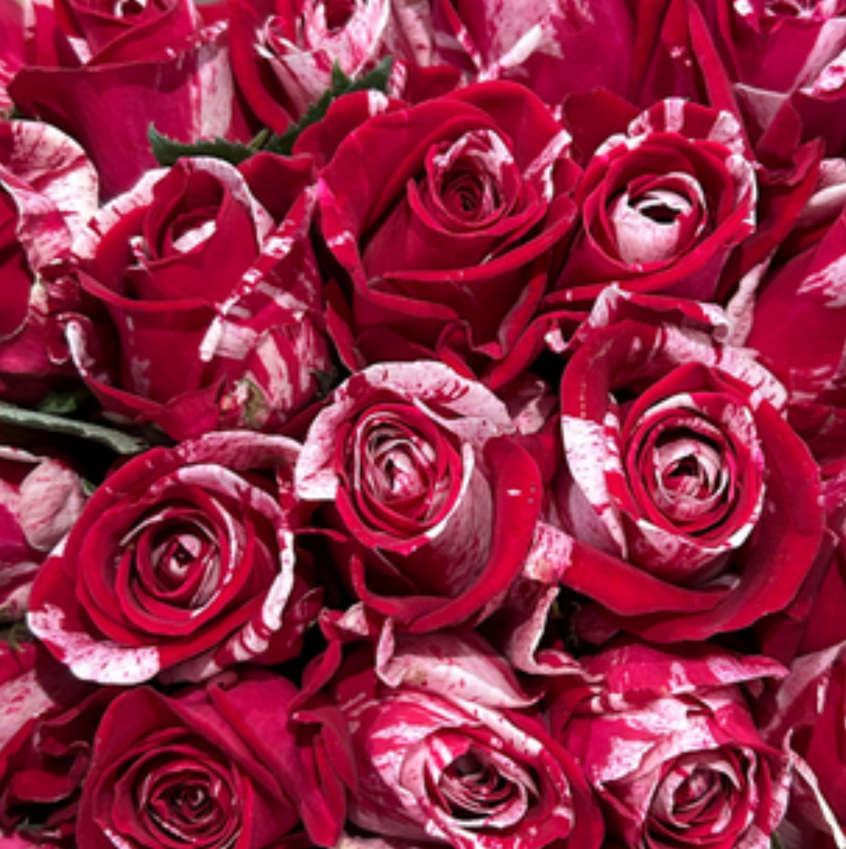 Candy Magic Rose