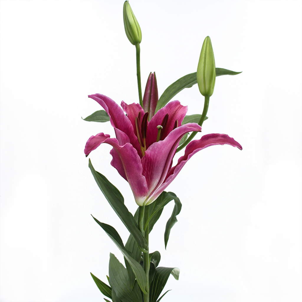 Bacardi Lily