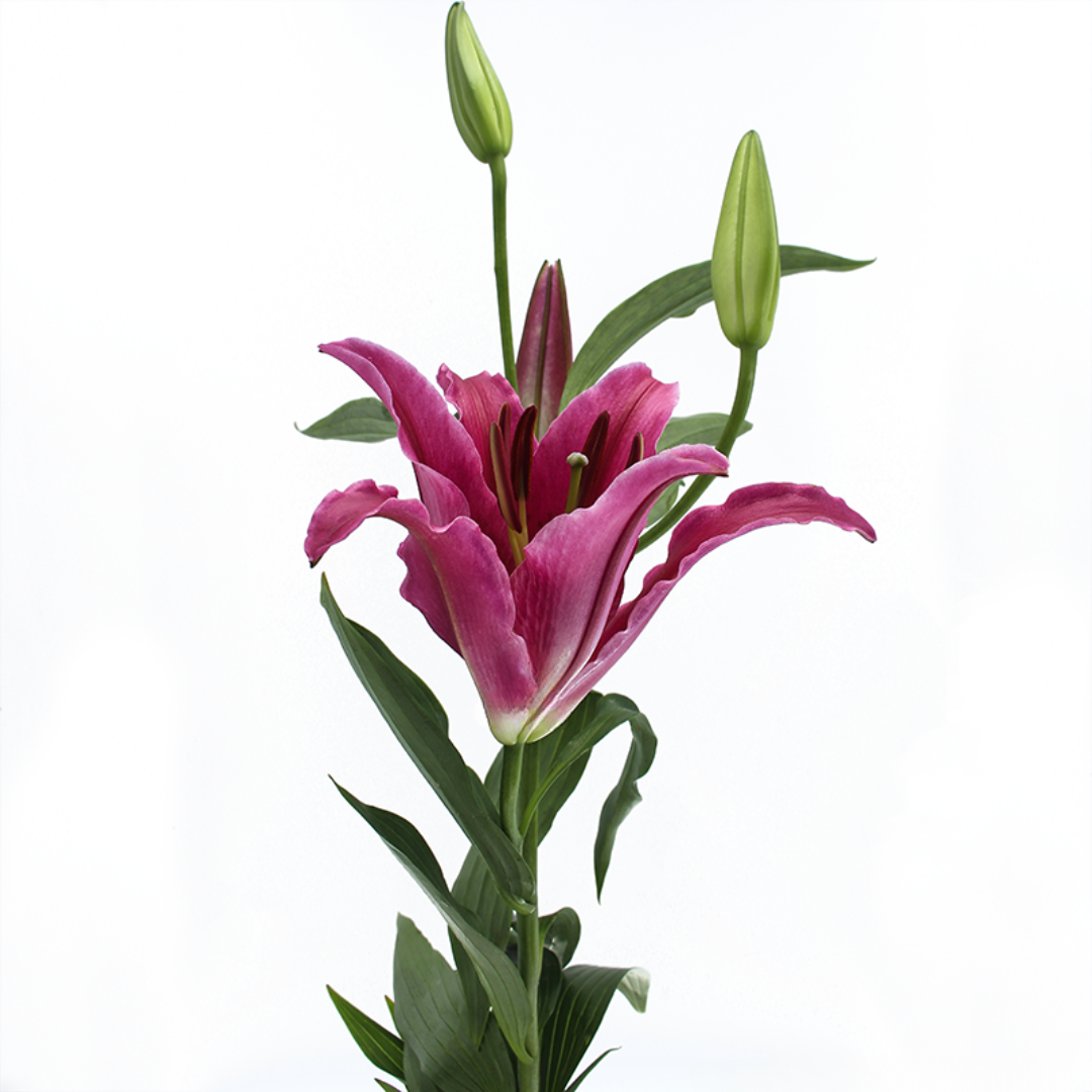 Bacardi Lily