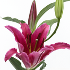 Bacardi Lily