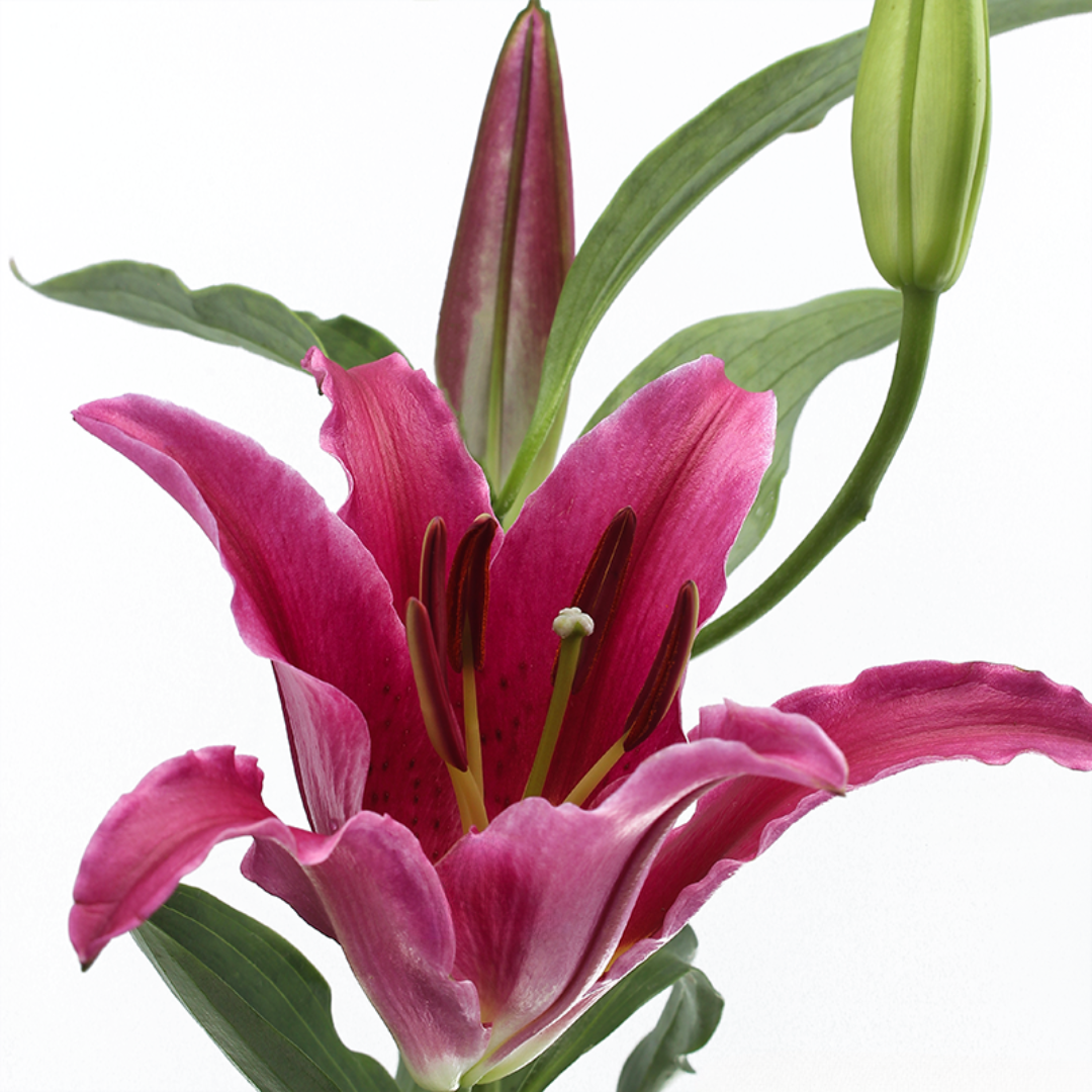 Bacardi Lily