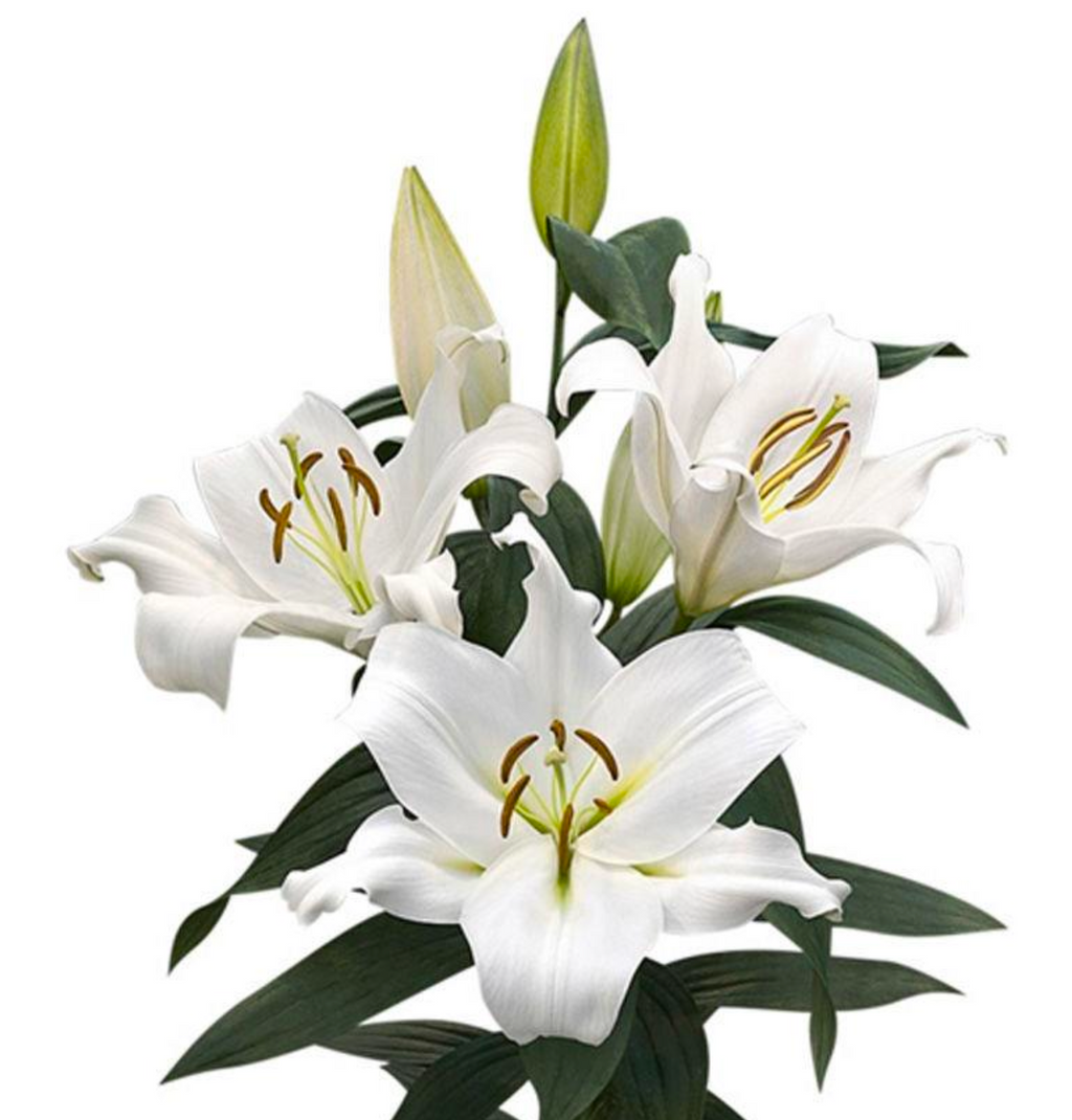 Big White Lily