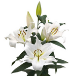 Big White Lily
