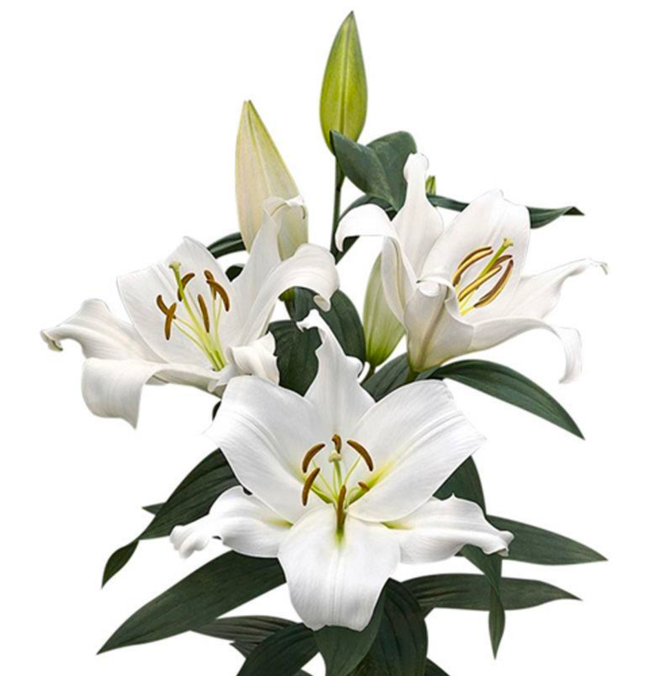 Big White Lily