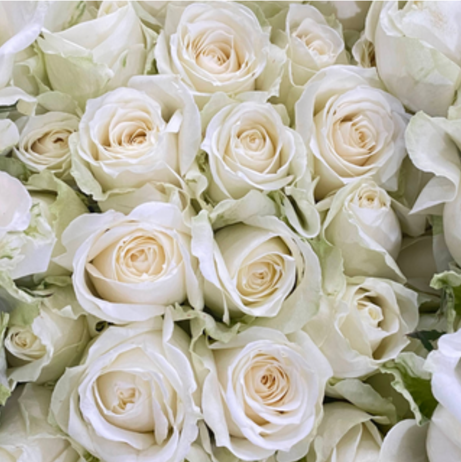 Big White Rose