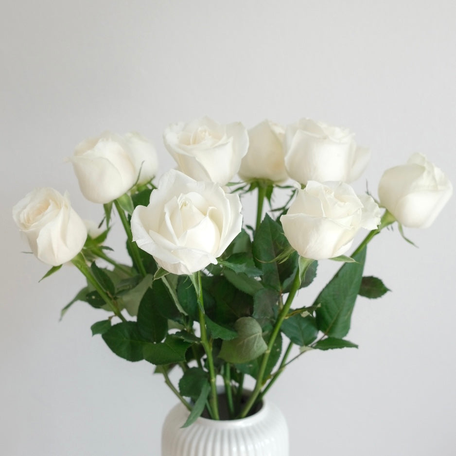 Big White Rose