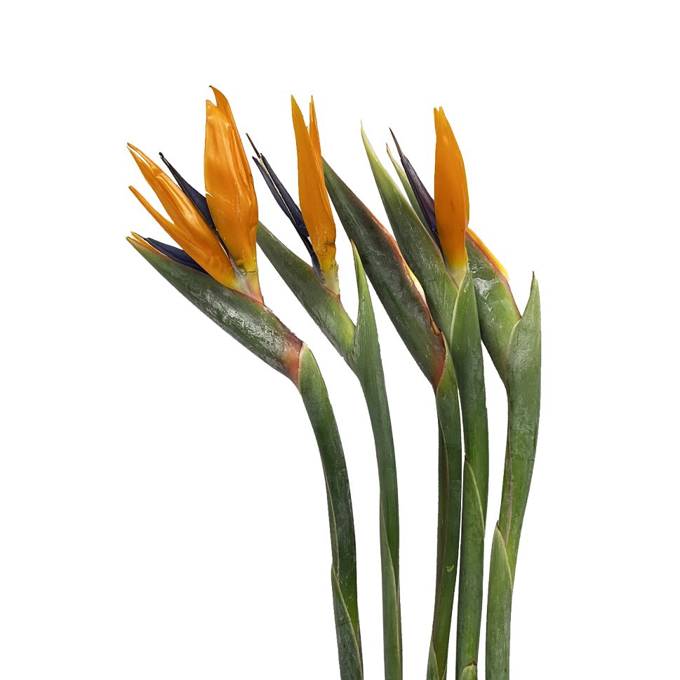 Bird of Paradise