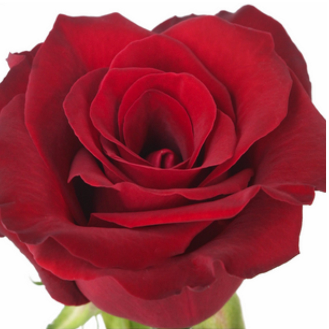 Black Baccara Rose