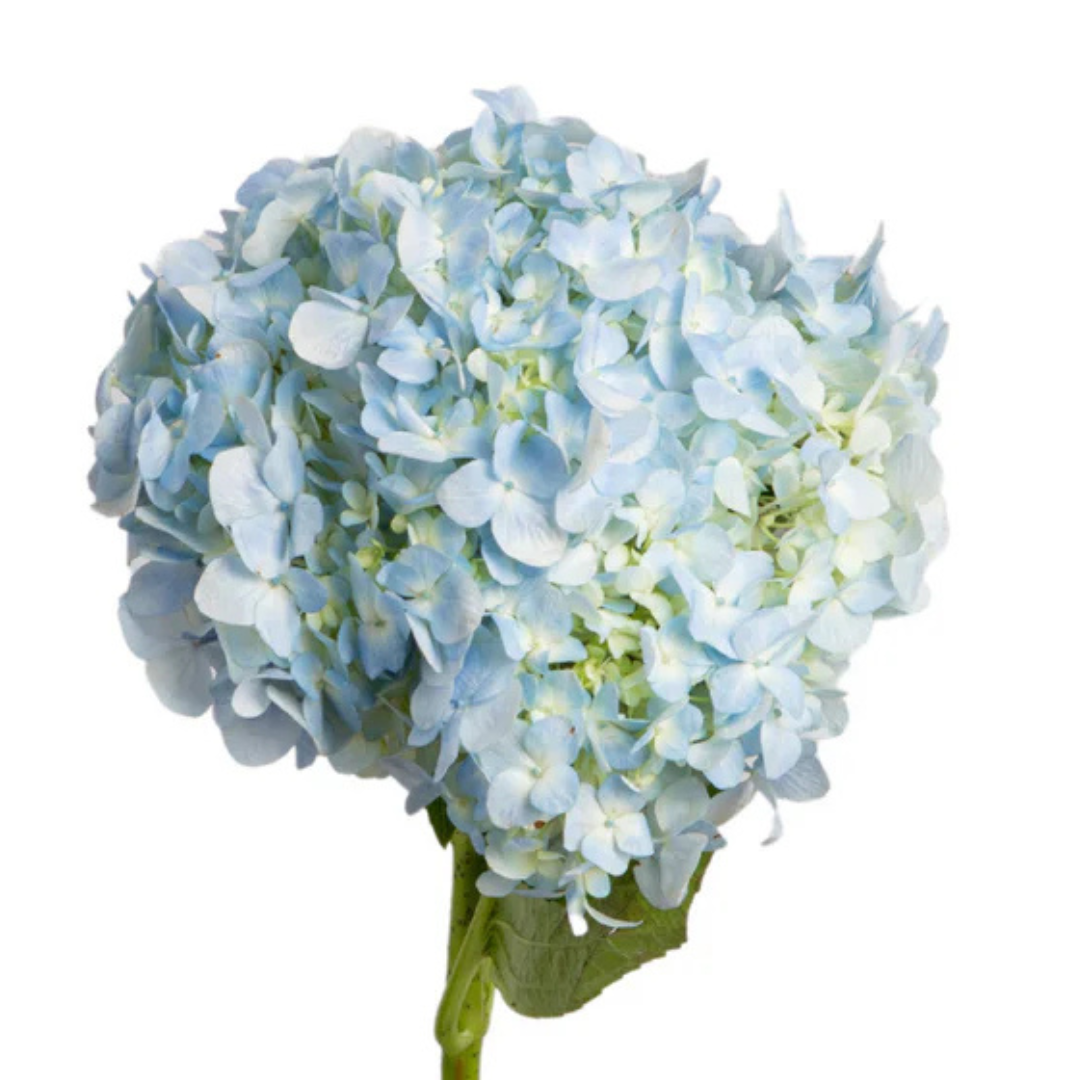 Hydrangea