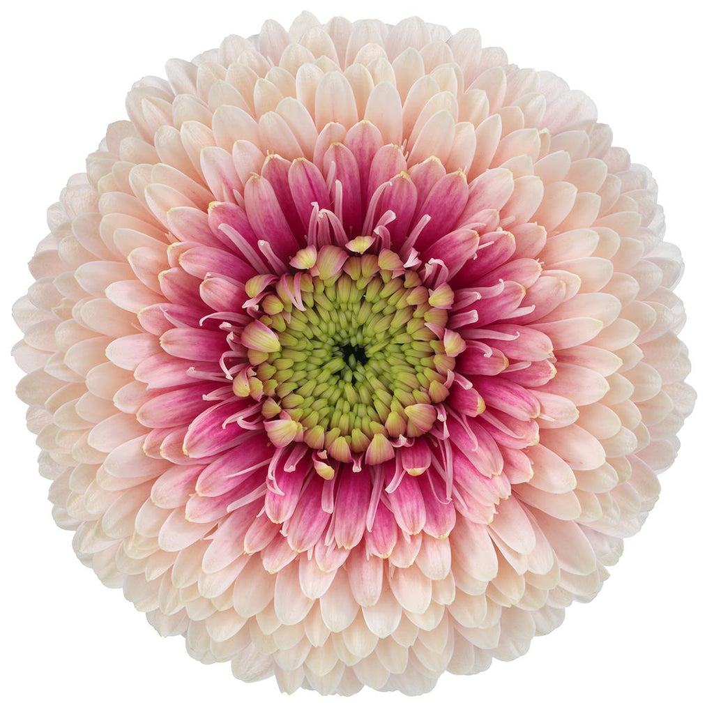 Bolero Gerbera