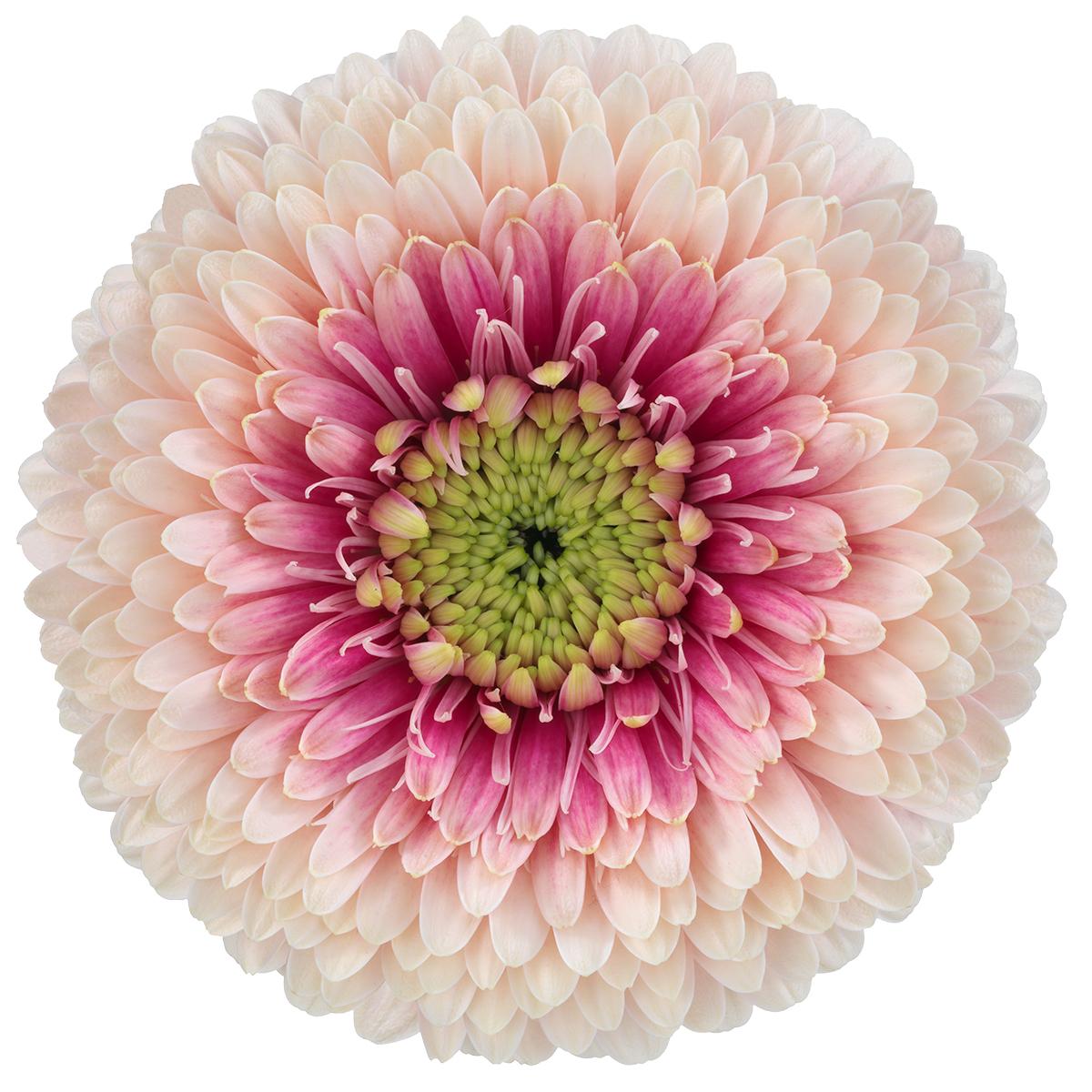 Bolero Gerbera