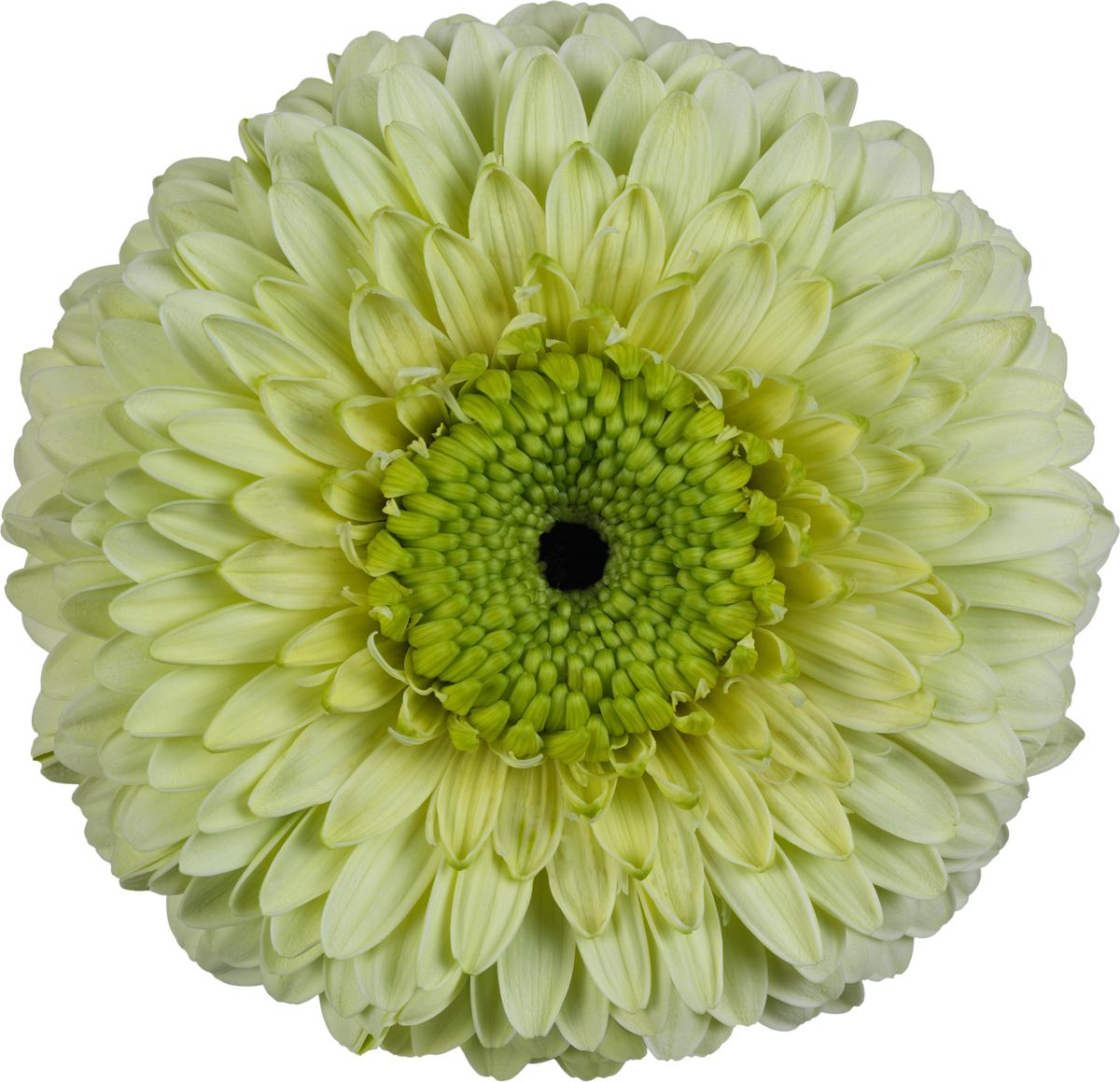 Bolero Gerbera
