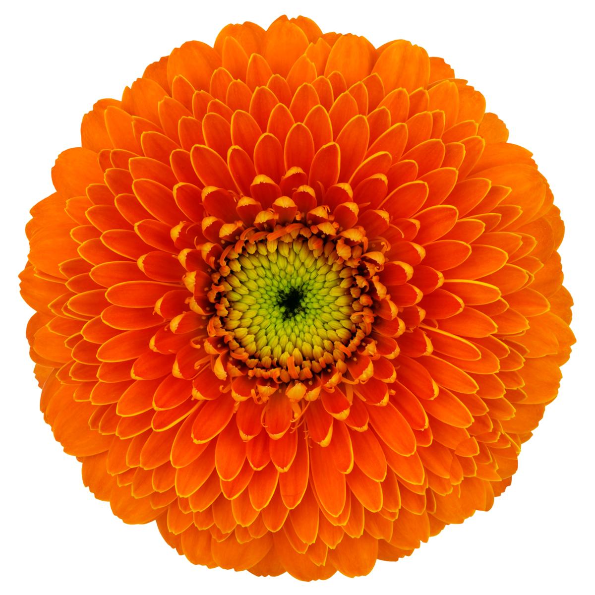 Bolero Gerbera