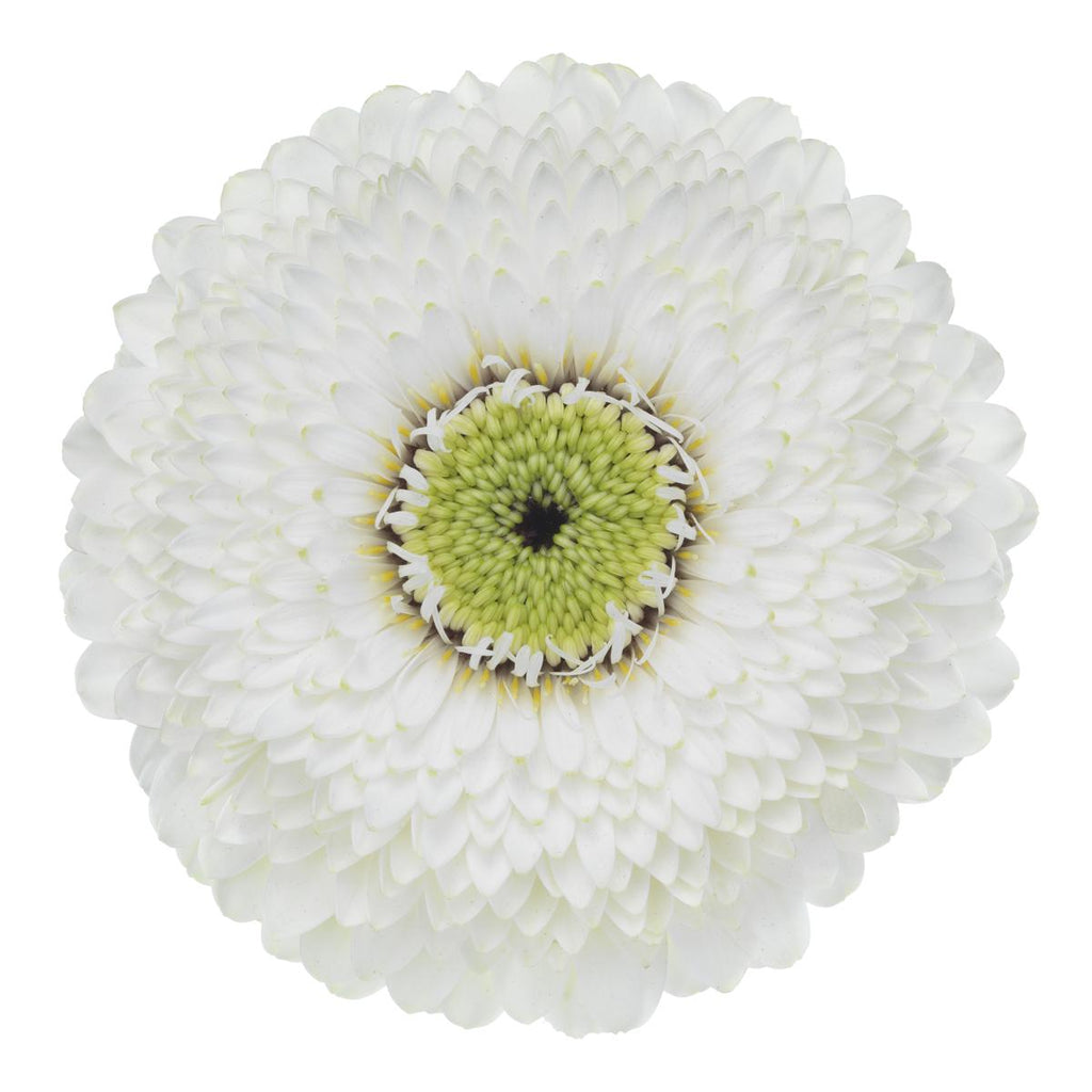 Bolero Gerbera