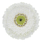 Bolero Gerbera