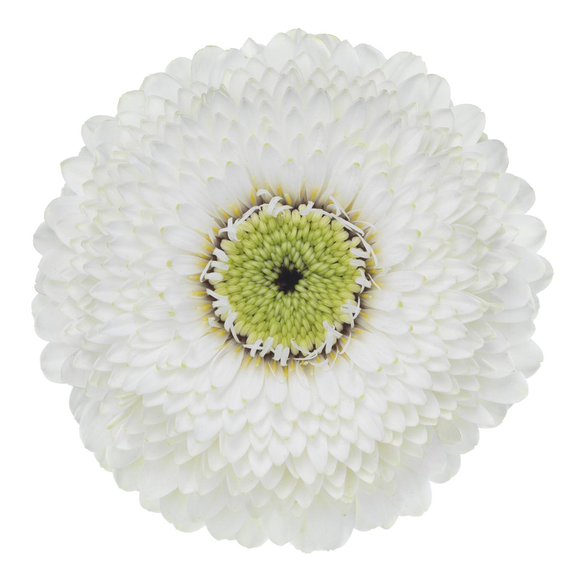 Bolero Gerbera