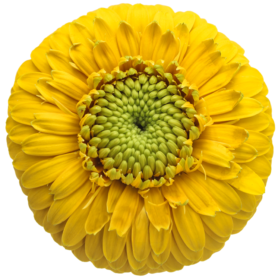 Bolero Gerbera