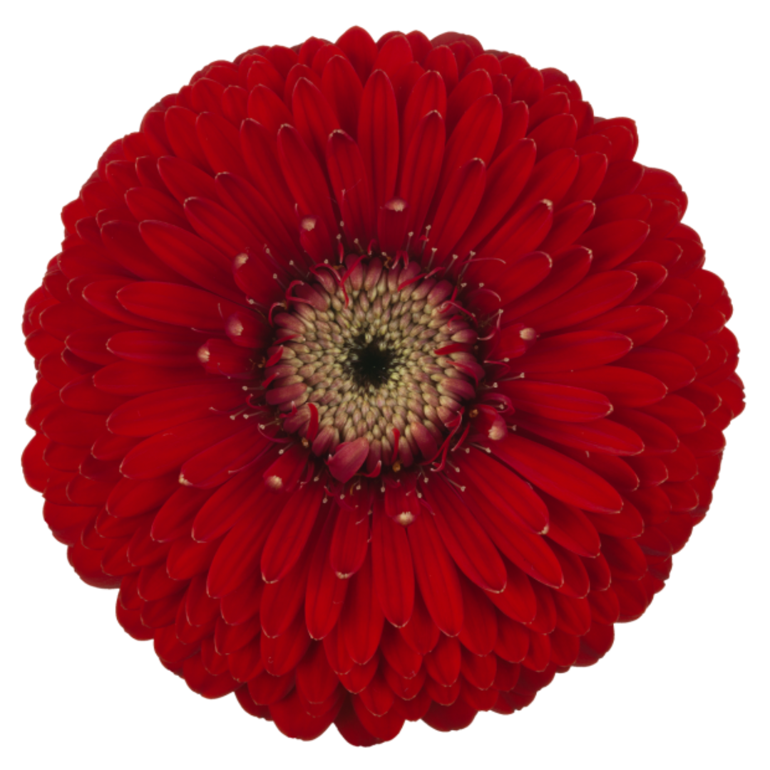 Bolero Gerbera