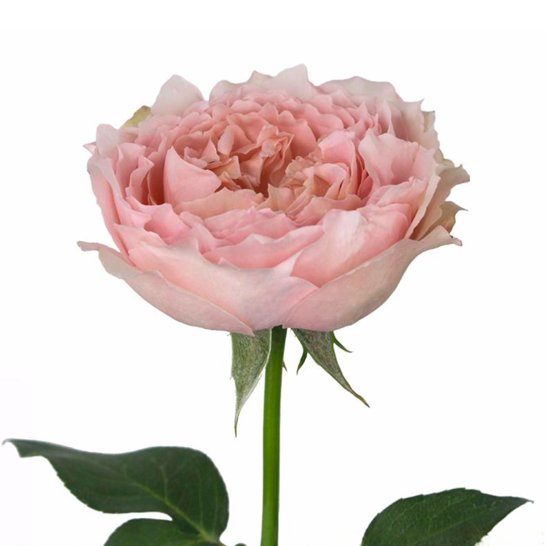 Bridal Tiara Rose