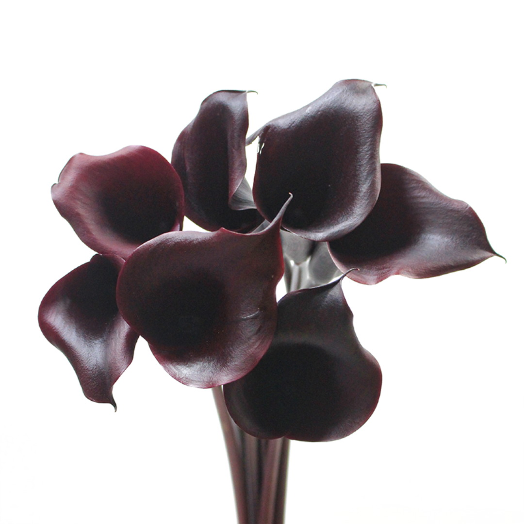 Calla Lily