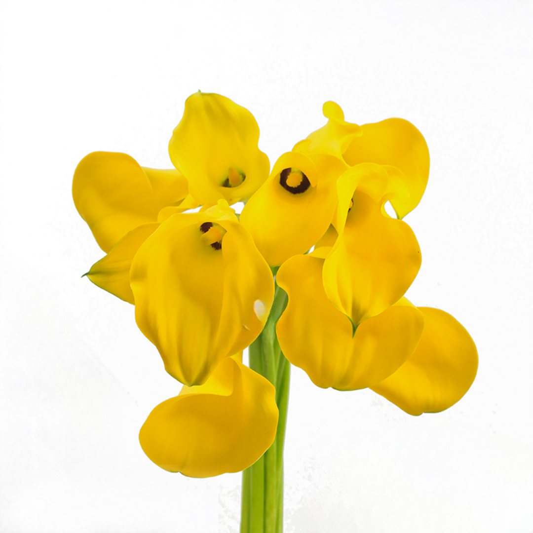 Calla Lily