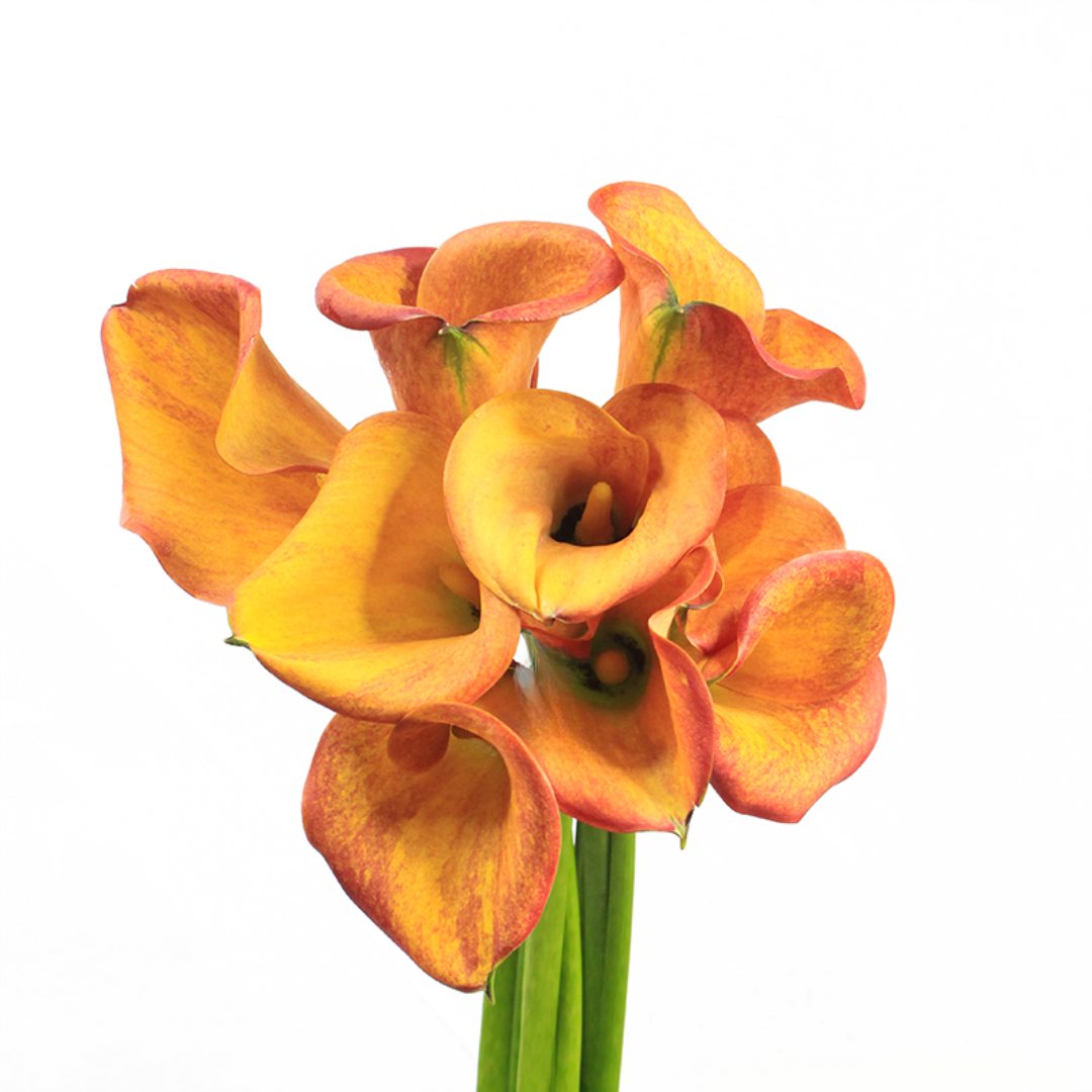 Calla Lily