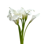 Calla Lily
