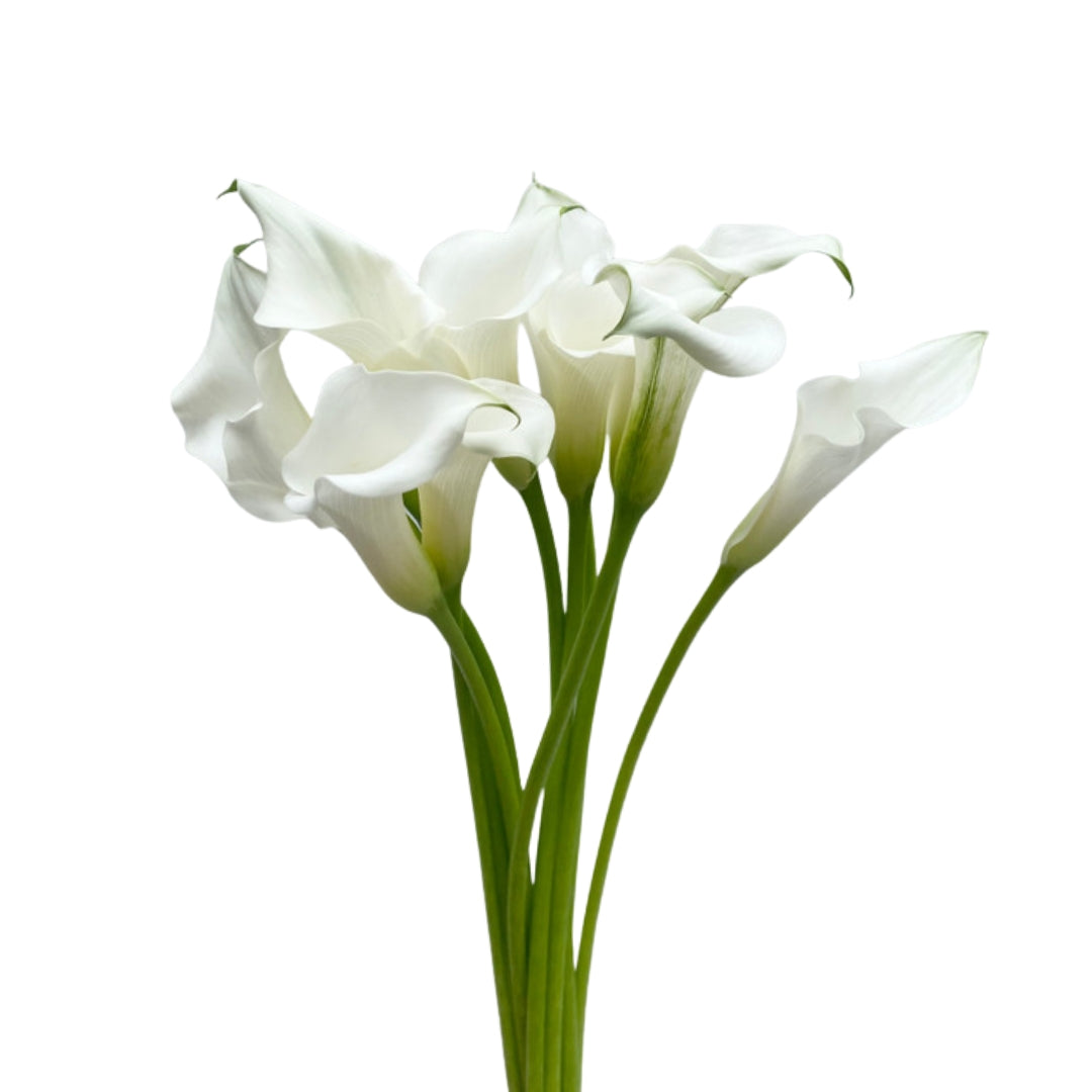 Calla Lily