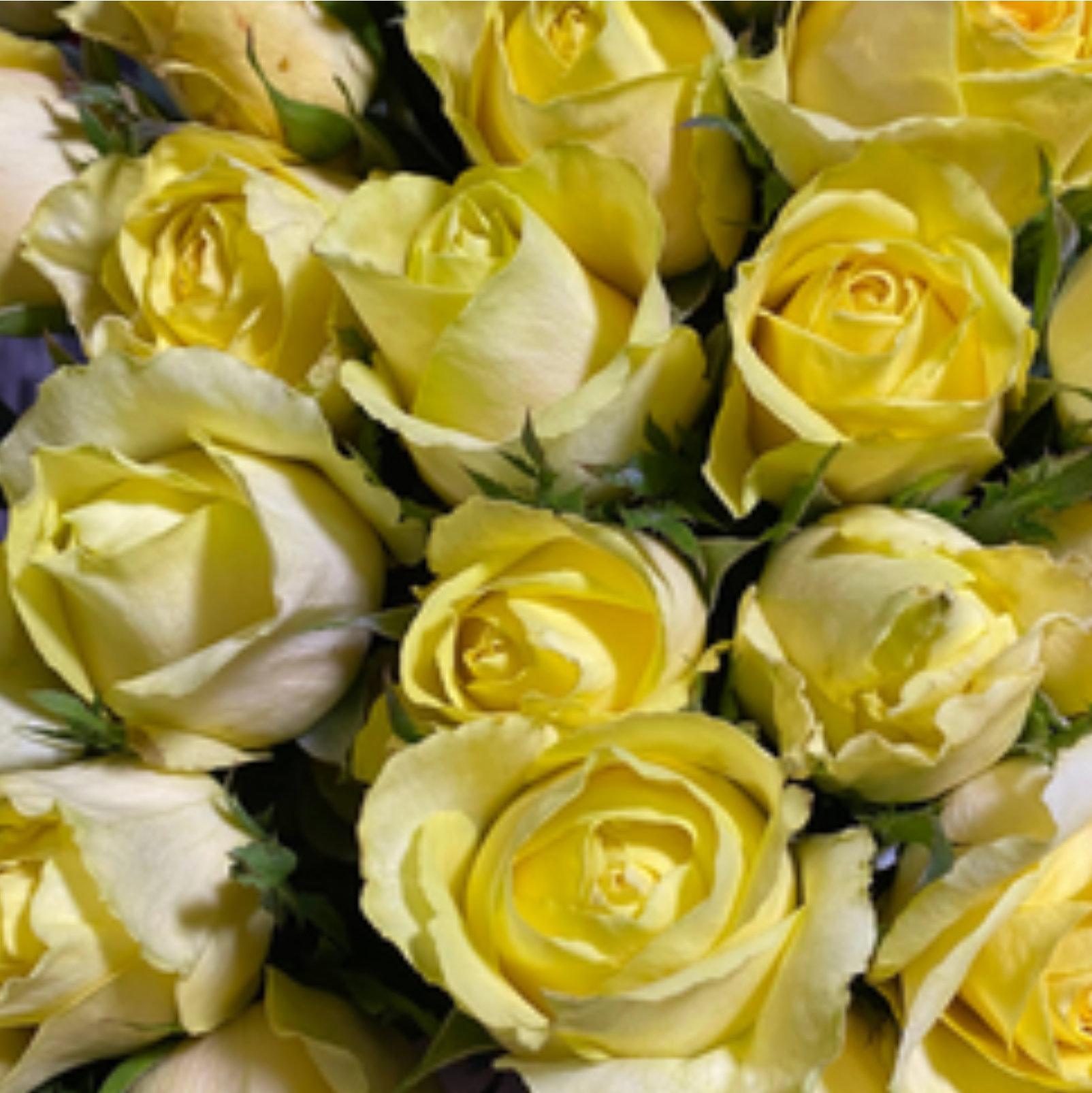 Candle Light Rose