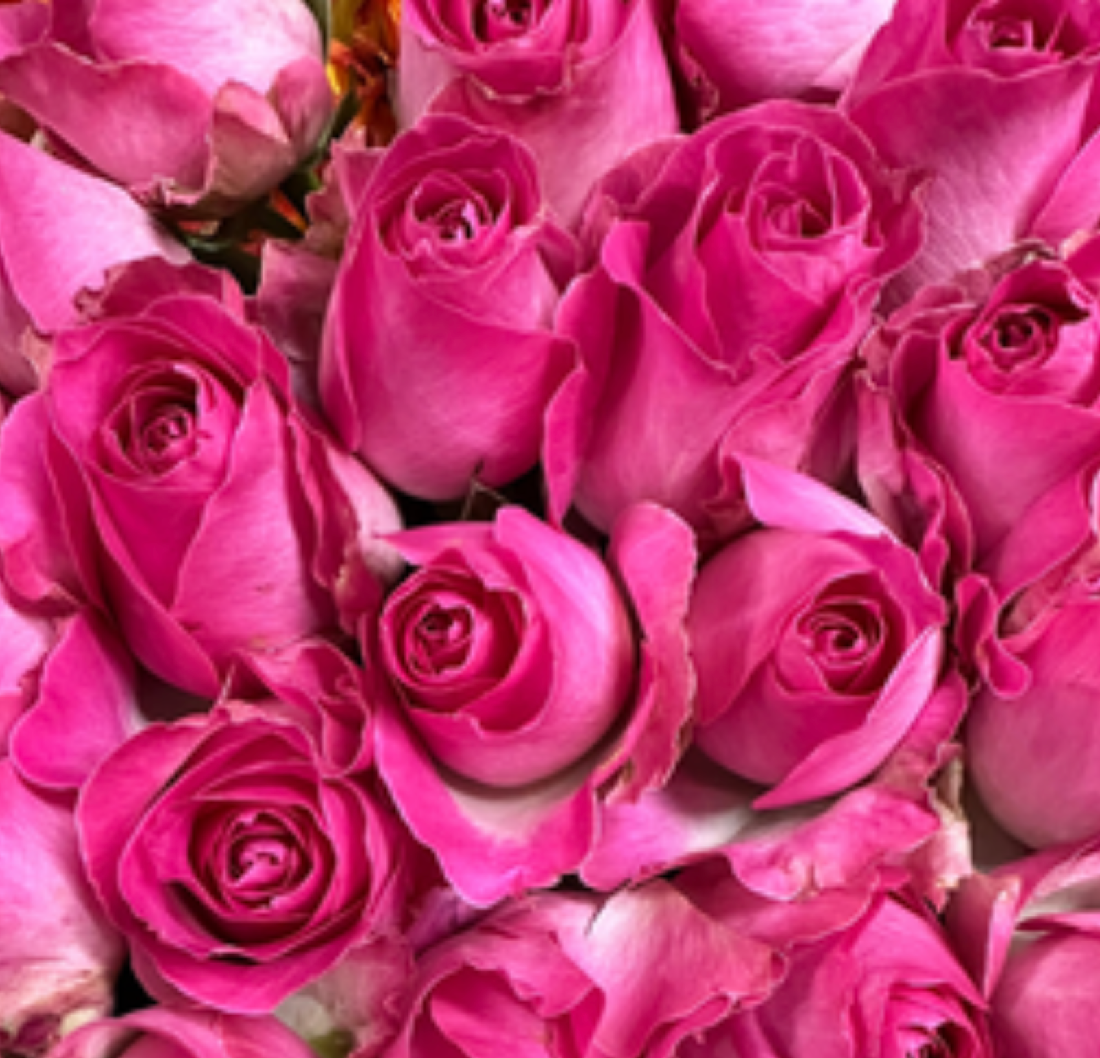 Candy Avalanche Rose