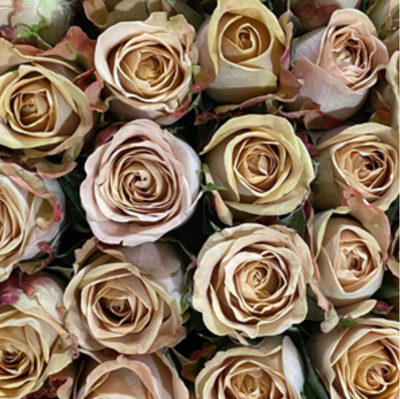 Cappuccino Rose
