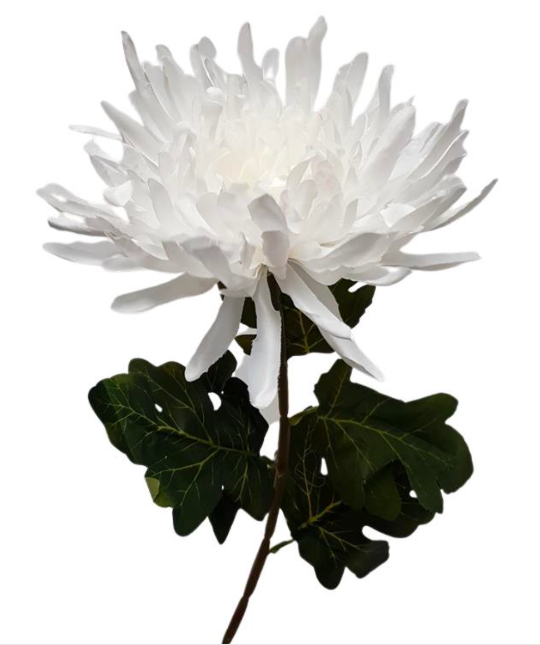 Chrysanthemum Anastasia