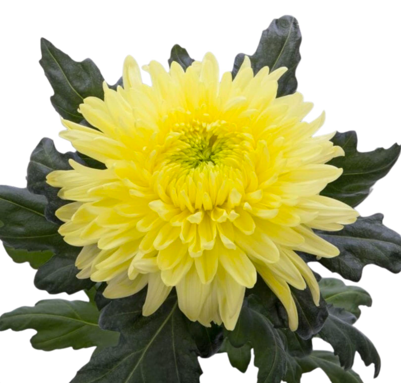 Chrysanthemum Magnum