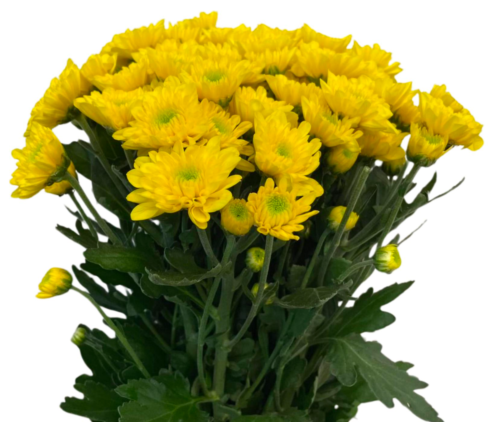 Chrysanthemum Mahon
