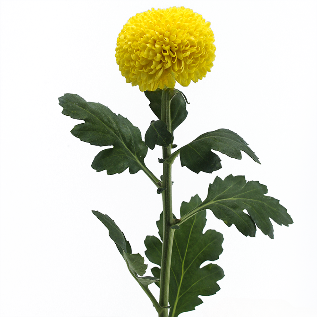 Chrysanthemum Ping Pong