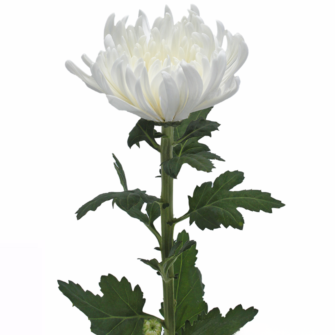 Chrysanthemum Makoto
