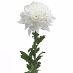 Chrysanthemum