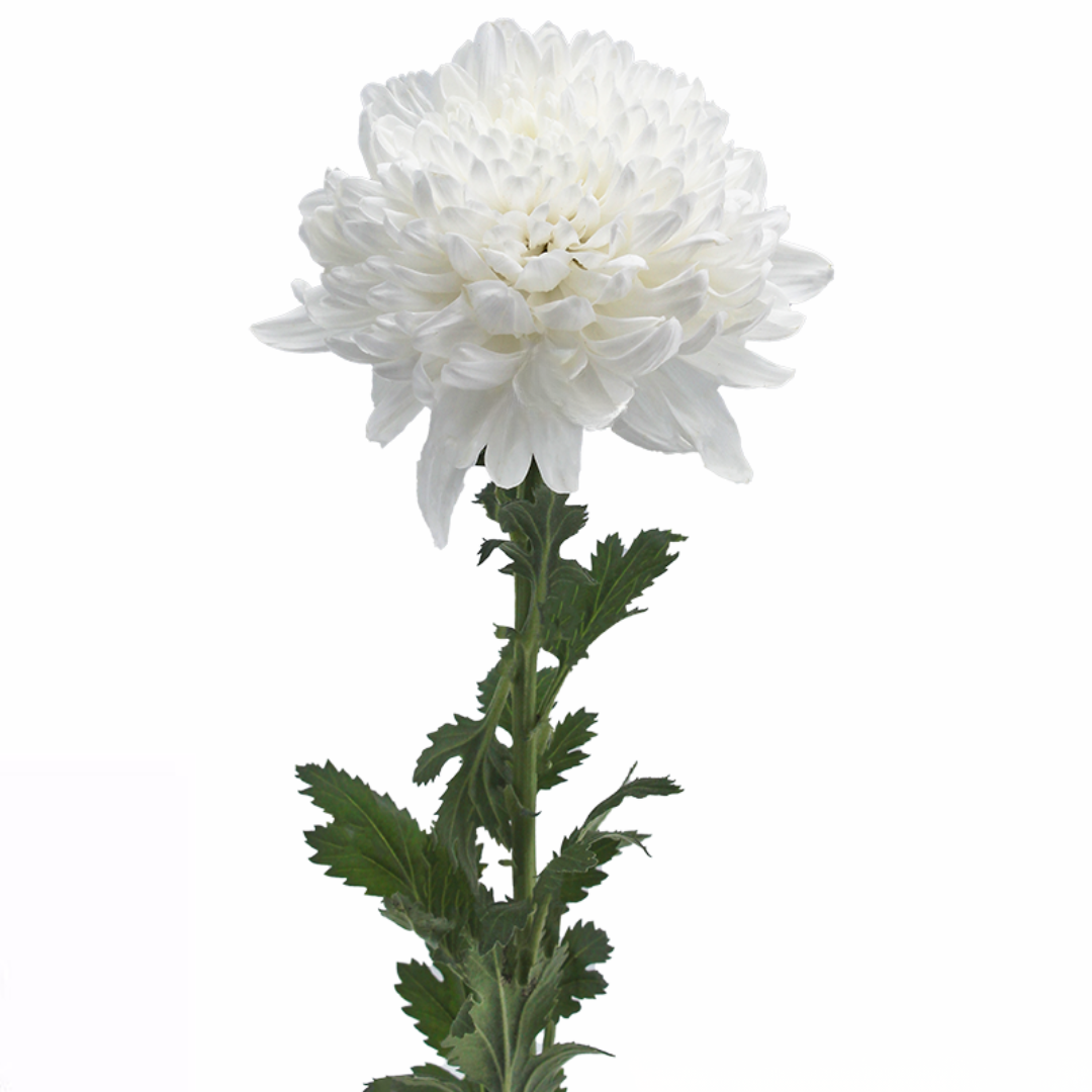 Chrysanthemum