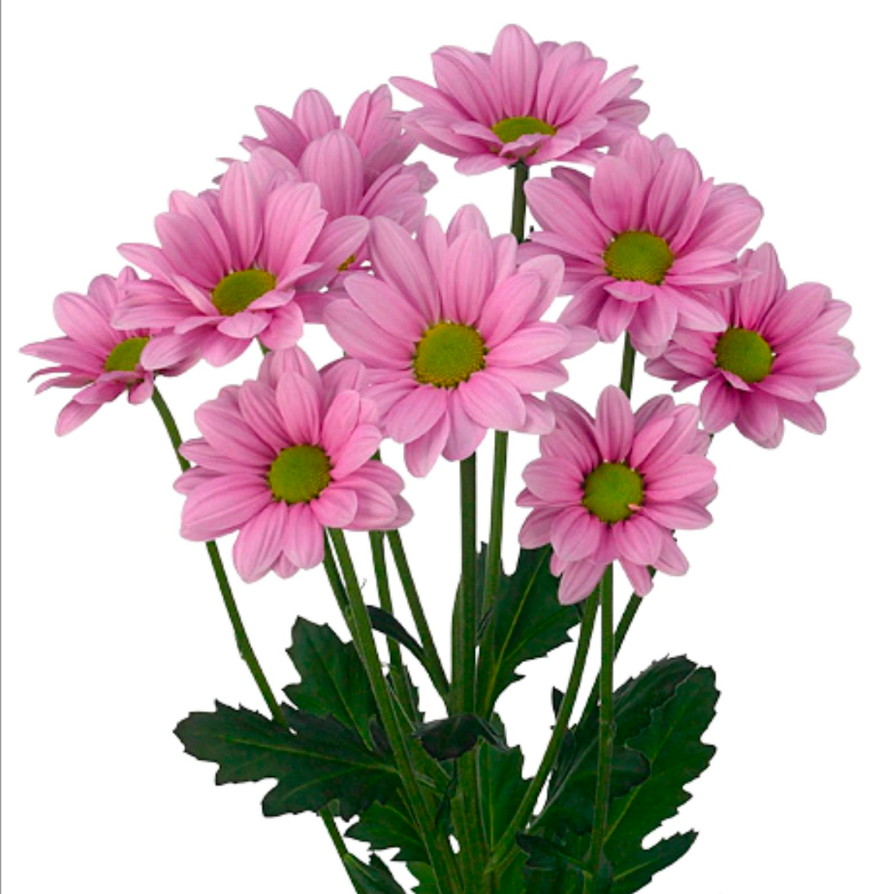 Chrysanthemum Chelo