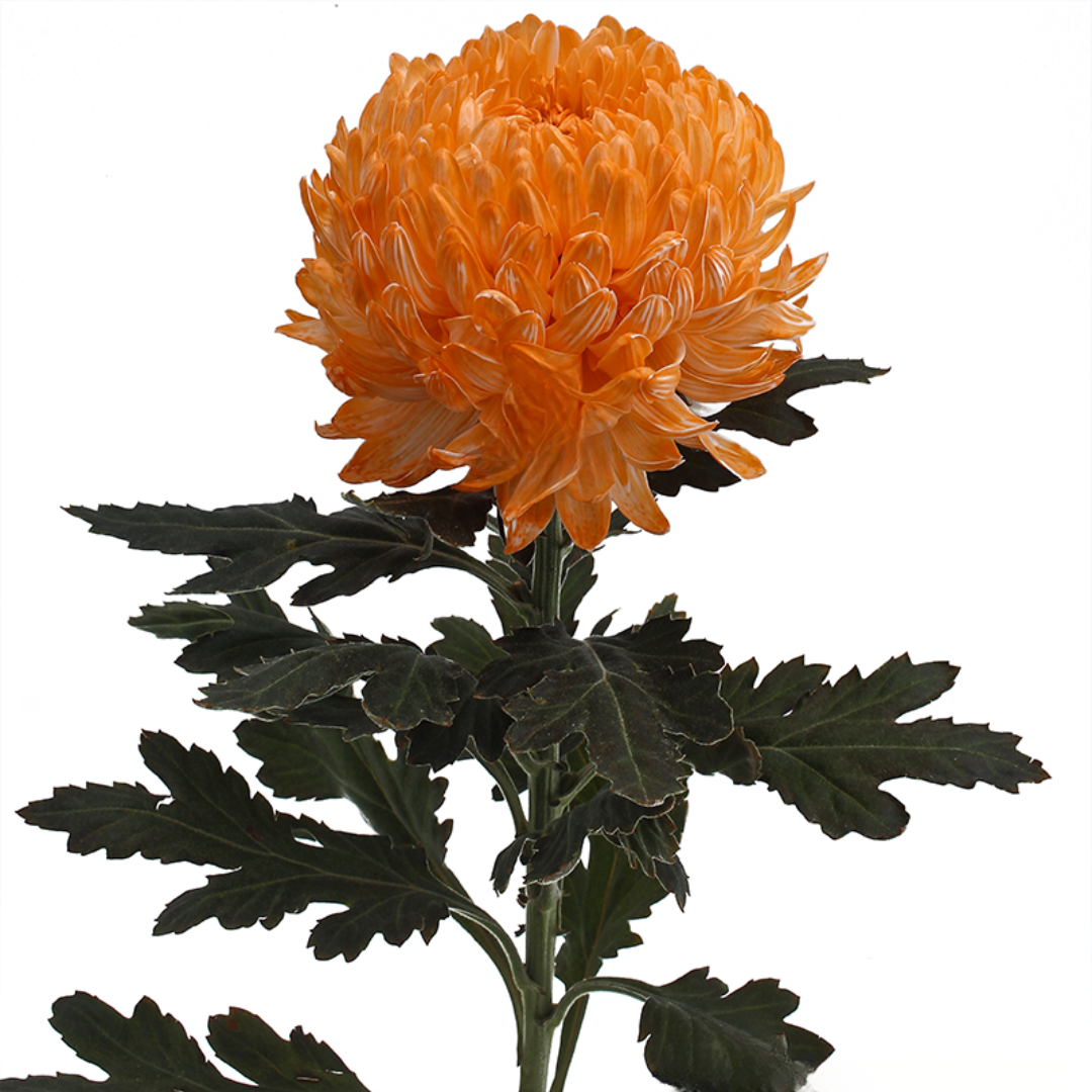 Chrysanthemum Peony