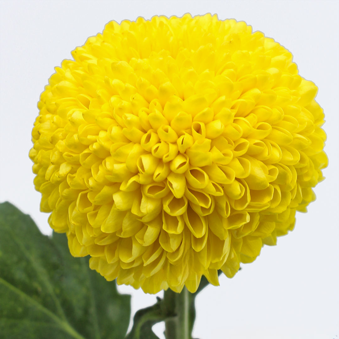 Chrysanthemum Ping Pong