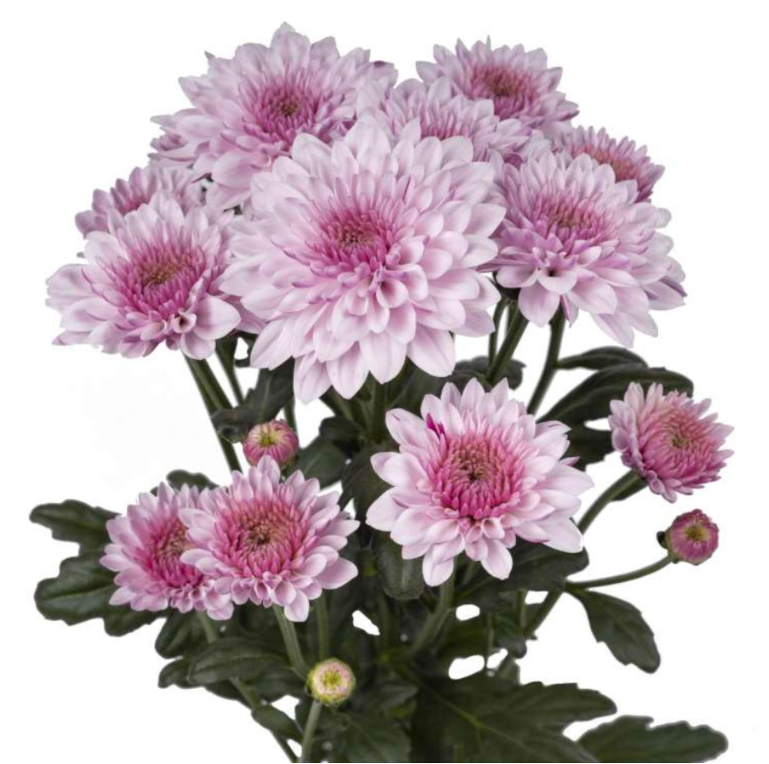Chrysanthemum