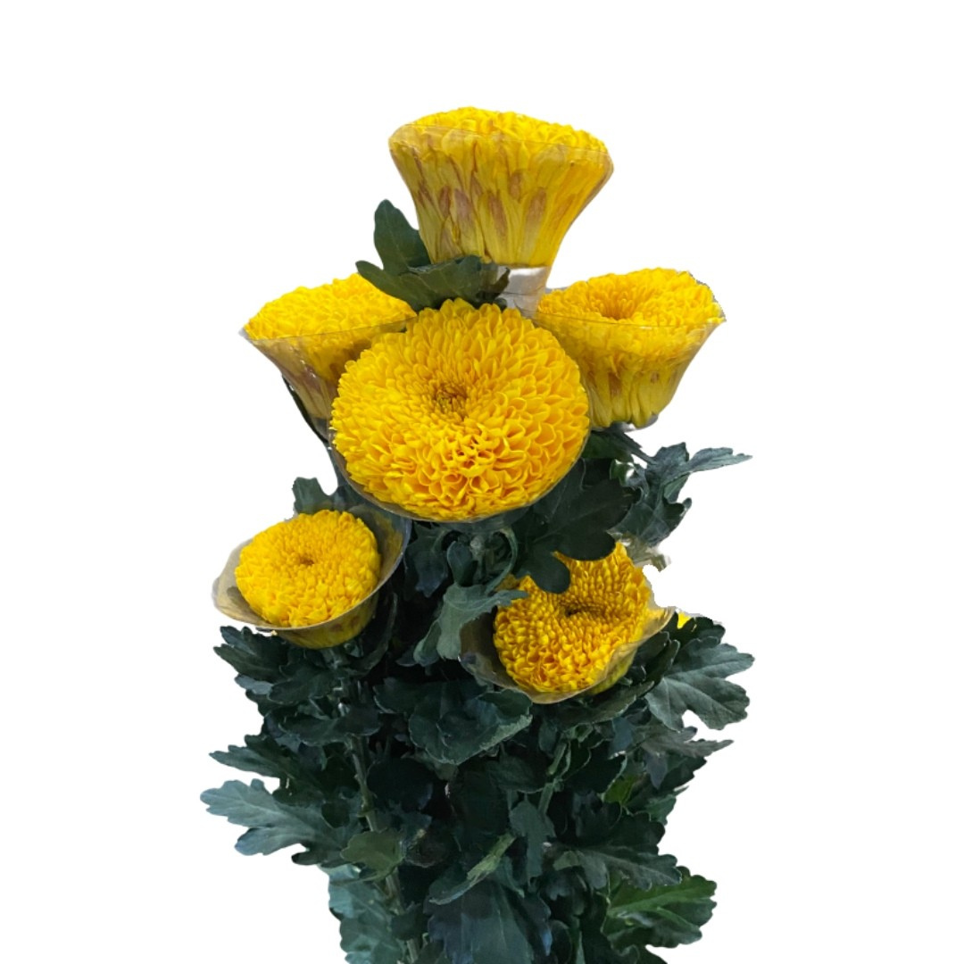 Chrysanthemum