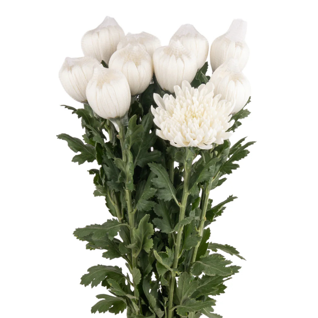 Chrysanthemum