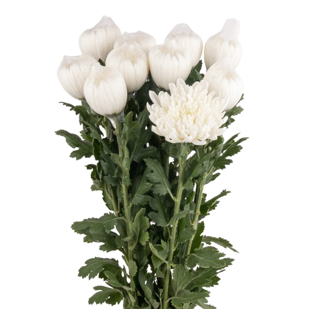 Chrysanthemum