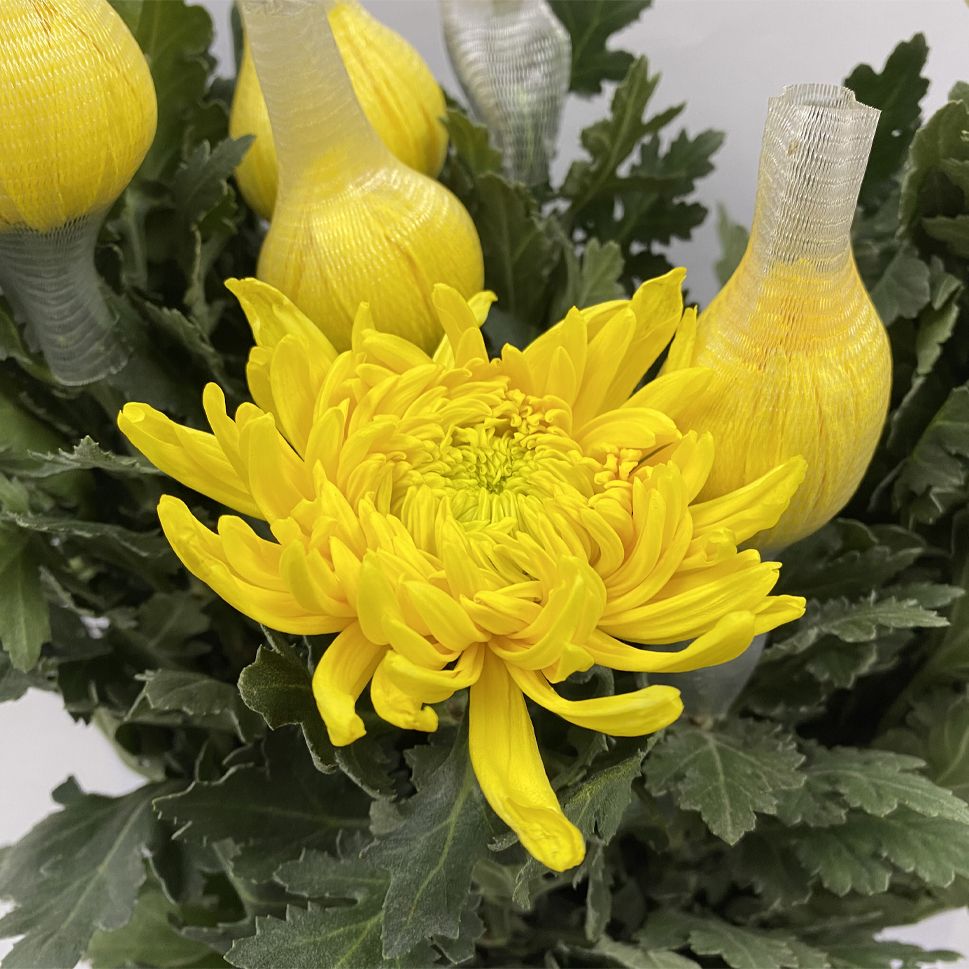 Chrysanthemum