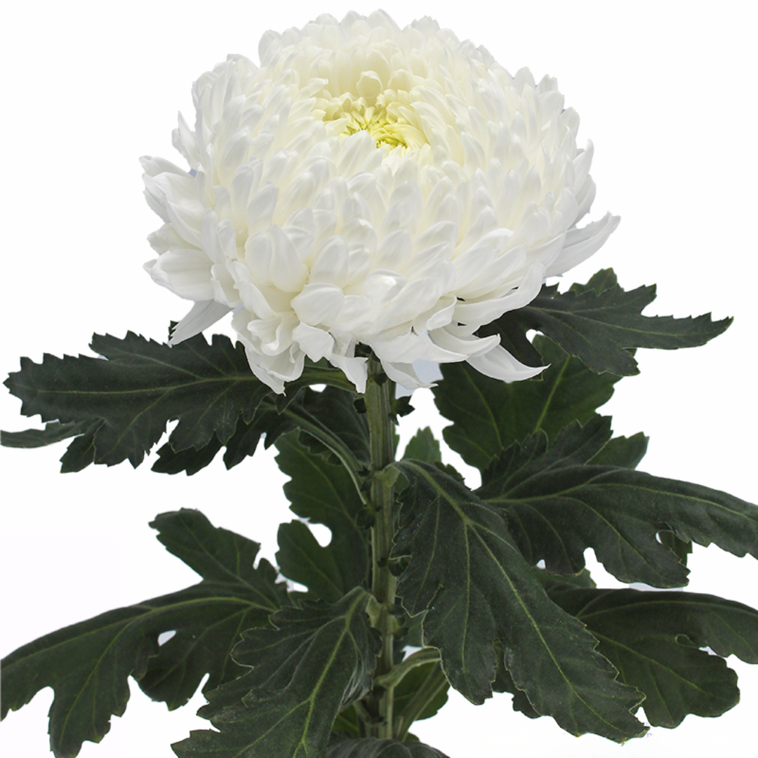 Chrysanthemum Peony