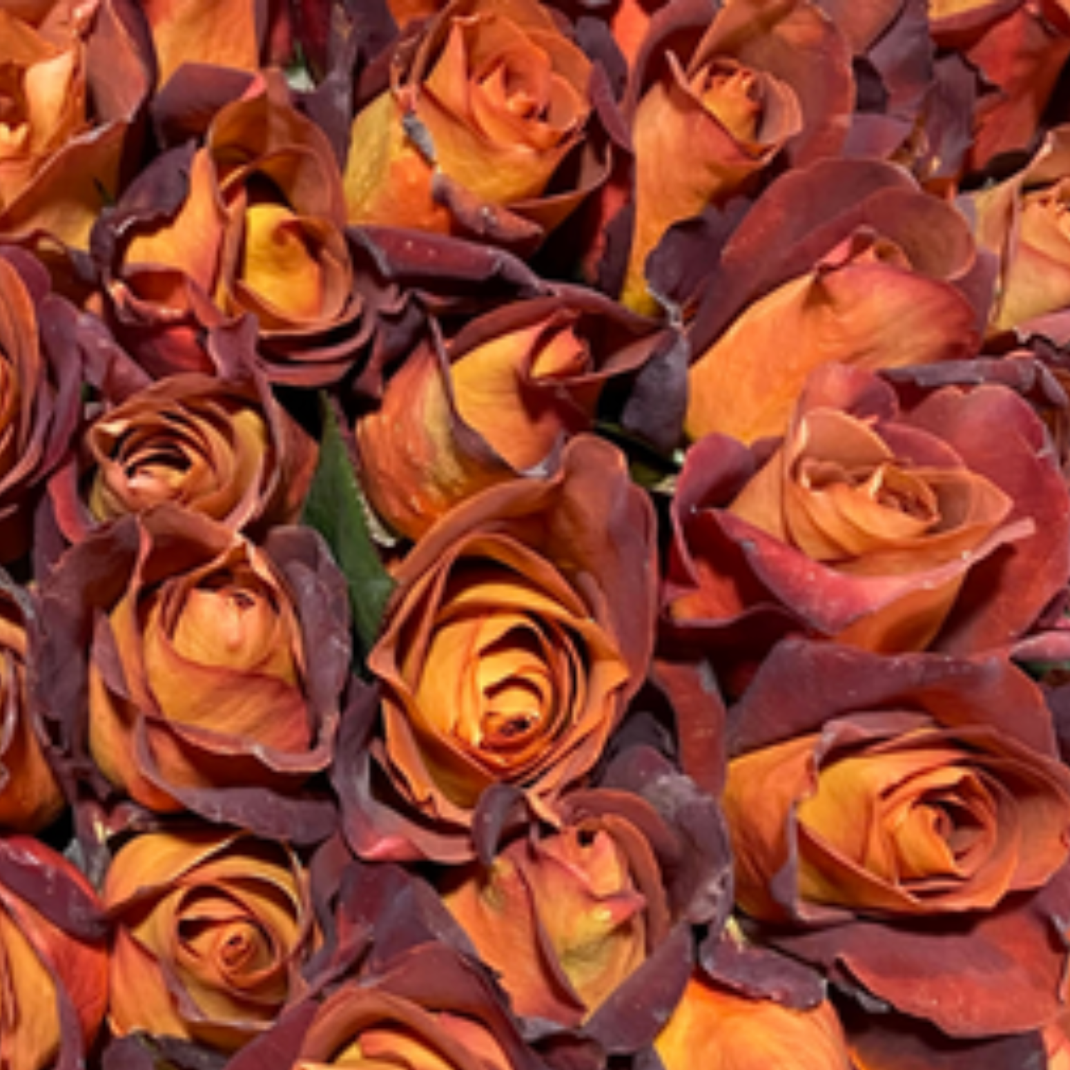 Coffee Break Rose