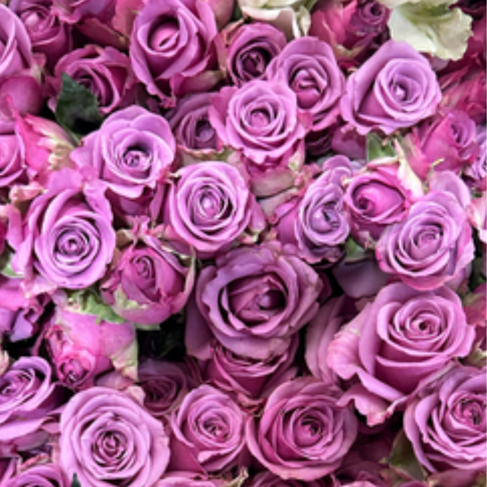 Cool Water Rose